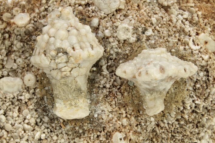 Two Mississippian Crinoid (Uperocrinus) - Missouri #262443